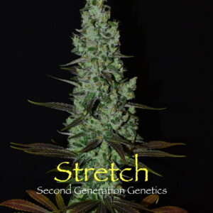 Stretch F1 (Bandaid Haze x DJ Short F4 Blueberry) 13 Regular Seeds