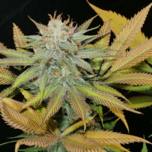 Turbulent Juice (PuTang [Tangie x Star Pupil] x Prayer Tower Sativa 9) 12 Regular Seeds