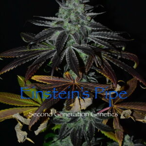 Einstein’s Pipe F1 (Goji Raz F2 x DJ Short F4 Blueberry) 13 Regular Seeds
