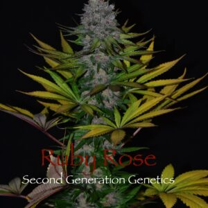 Ruby Rose (Black Rose X F13 #5) 13 Regular Seeds
