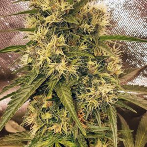Acapulco Pupil (Acapulco Gold x Star Pupil) 6 Feminized Seeds