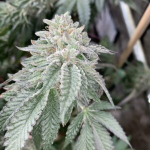 Fire Cake (Wedding Cake x Fire Alien White) 12 Regular Seeds