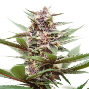 Star Pupil S1 7 Feminized Seeds