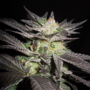Azure Haze F1 (Super Silver Haze x DJ Short F4 Blueberry) 13 Regular Seeds