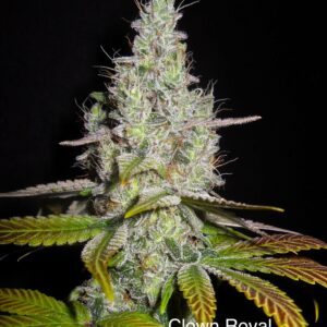 Clown Royal (Gorilla Glue #4 x DJ Short F4 Blueberry) 13 Regular Seeds