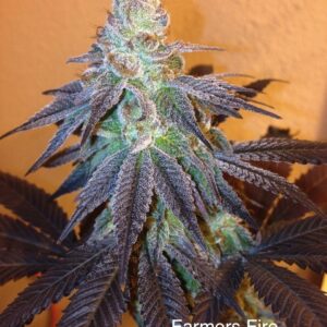 Farmer's Fire F1 (Cherry Pie x DJ Short F4 Blueberry) 13 Regular Seeds