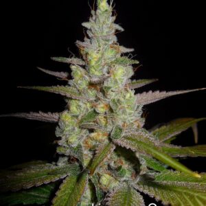 Limonene Queen (Chernobyl x DJ Short F4 Blueberry) 13 Regular Seeds