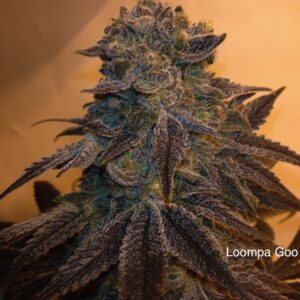 Loompa Goo F1 (Mendo Afgoo x DJ Short F4 Blueberry) 13 Regular Seeds