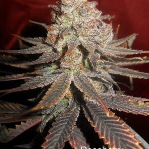 Rosaberry F1 (AC/DC x DJ Short F4 Blueberry) 13 Regular Seeds