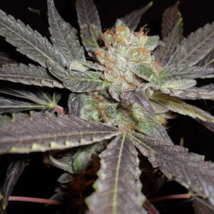 Whitaker Blues (Jd's Quimby cut x DJ Short F4 Blueberry) 13 Regular Seeds