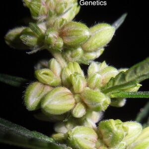 Pink Rose Pollen (0.1 gram)