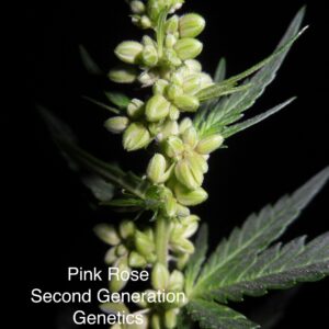 Pink Rose Pollen (0.05 gram)