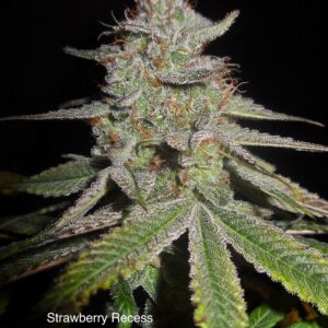 Strawberry Recess F1 (Sacajawea #15 x DJ Short F4 Bluberry) 13 Regular Seeds