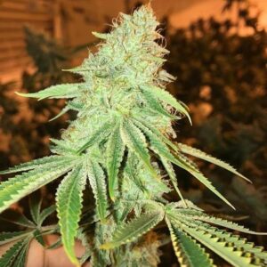 Sugar High (Gorilla Glue #4 x Ninja Turtles) 10 Regular Seeds