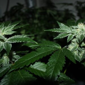 Wake of the Dragon (Dragonsoul Bodhi Cut x Blueberry Temple) 10 Regular Seeds