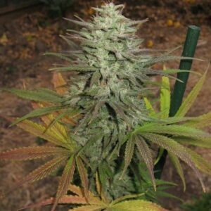 Rollin '88 (Tranquil Elephantizer Remix Stray Cut x Snow Queen) 10 Regular Seeds