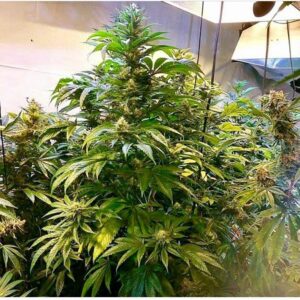 Skunk Therapy (Tres Dawg Stray Cut x Skunk 91 Remix) 10 Regular Seeds