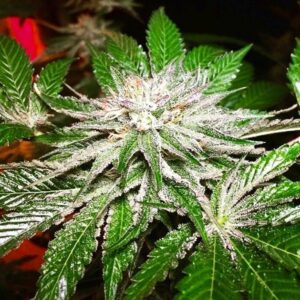 Katsu Fighter (Bubba Katsu x Starfighter F1) 10 Regular Seeds