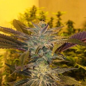 Smoking Mirrors (Chem 91 SKVA x Ronnie Barrett) 10 Regular Seeds