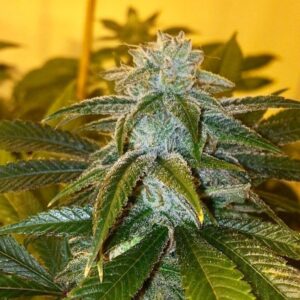 Snow Ninja (White Haze Doc D Cut x Ronnie Barrett) 10 Regular Seeds