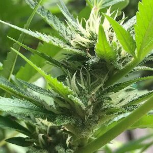 Sour Blue Haze (Gorilla Glue #4 x Blueberry Temple) 10 Regular Seeds