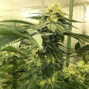Tres-Fighter (Tresdawg Stray Cut x Starfighter F2) 10 Regular Seeds