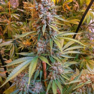 Chem Blazzin (Chemdog wyrm cut x Starfighter F2) 10 Regular Seeds