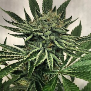 Helio OGK (Kosher OG x Legend OGK RVSD) 5 Feminized Seeds