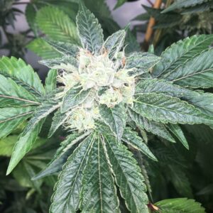 Rage OGK (Sour Kush x Legend OGK RVSD) 5 Feminized Seeds