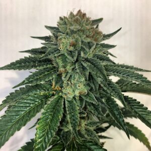 Blotto OGK (East Coast Sour Diesel x Legend OGK RVSD) 8 Feminized Seeds