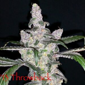 F13 Throwback 14 Regular Seeds