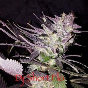 The Original Flo F5 13 Regular Seeds