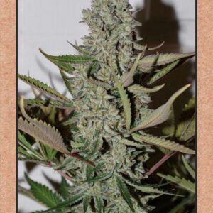 Northern Cheese Haze F4 Auto 7 Feminized Seeds
