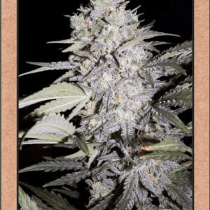 Sour Livers Auto 7 Feminized Seeds