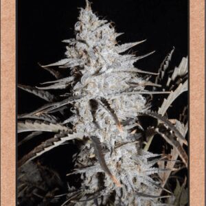 Sour Stomper Auto 7 Feminized Seeds