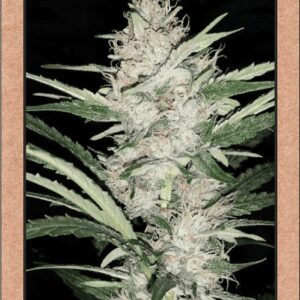 Skywalker F4 Auto 7 Feminized Seeds
