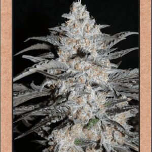 3 Bears OG Auto 7 Feminized Seeds