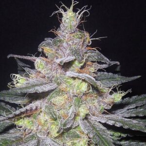 Grape Krush Throwback (Grape Krush x F-4 Blueberry) 14 Regular Seeds