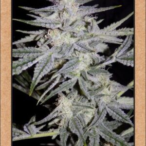 Grape Crinkle ([Canadian Crinkle Cut x Supernatural] x Ripley's OG) Auto 7 Feminized Seeds