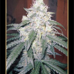 Beary White F1 Auto (3 Bears OG F4 x Walter White F4) 7 Feminized Seeds (Limited Edition)