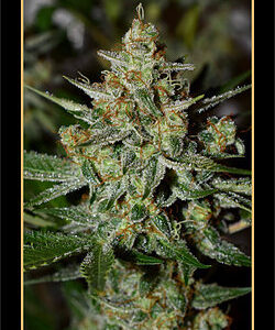 Stilton Special Auto 7 (UK Cheese Hybrid) Feminized Seeds (Limited Edition)
