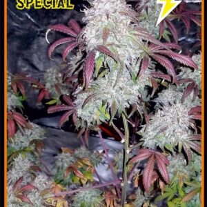 Tyrone Special F1 Auto (Sour Crack x Green Crack) 7 Feminized Seeds (Limited Edition)