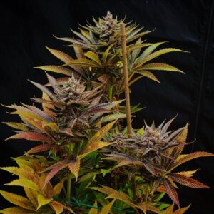 PuTang S1 (Star Pupil x Tangie) 7 Feminized Seeds