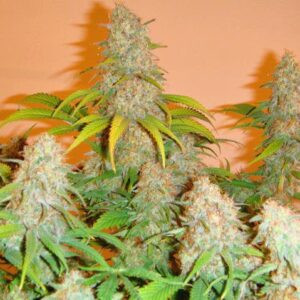 Cinderella 99 S1 (Limited Edition) 8 Feminized Seeds