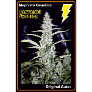 Fantasmo Express F4 (OG Ghost Train Haze x Breeding Auto Ww1) Auto 7 Feminized Seeds