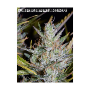 Hubbabubbasmelloscope (90's Bubblegum cut x Breeding Auto WC1) F5 Auto 7 Feminized Seeds