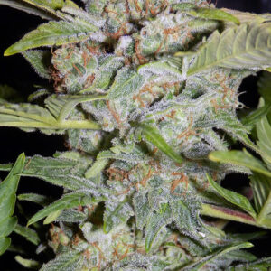 Sour Crack ([Cecil C Green Crack cut x Breeding auto L2] x 24 Carat) F7 Auto 7 Feminized Seeds