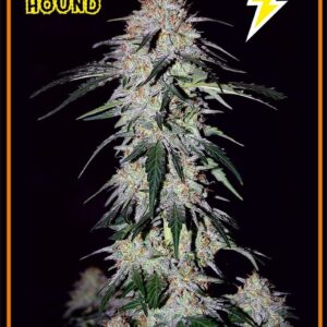 Sour Hound F2  (Sour Crack x Chemdogging) Auto 7 Feminized Seeds