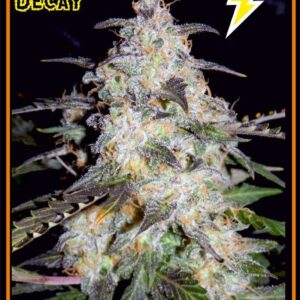 Toof Decay F5 (Sweet Tooth x P.I. Breeding Auto [inbred to F4]) Auto 7 Feminized Seeds