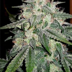 4 Assed Monkey F4 (Gorilla Glue #4 x Grape Crinkle F3) Auto 7 Feminized Seeds